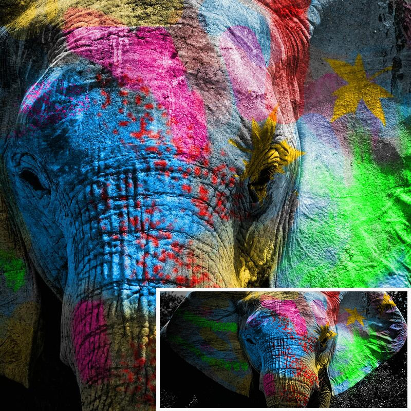 Art mural Graffiti Elephant