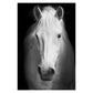 Canvas Black and white Animal